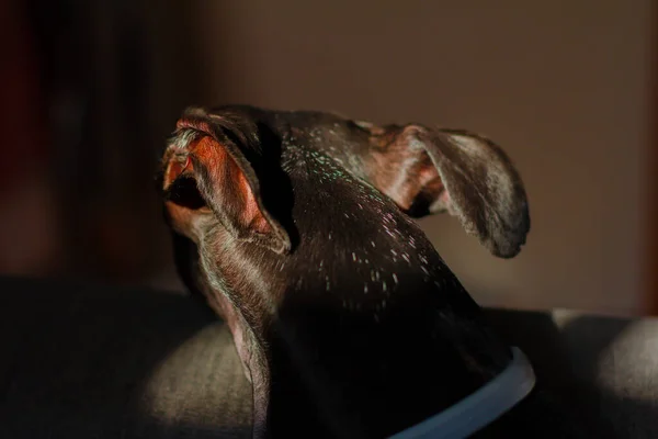 滑らかな光を持つグレイハウンド犬の耳 — ストック写真