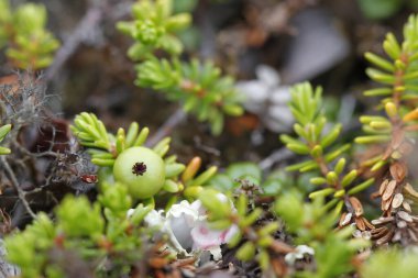 Böğürtlen, ayrıca böğürtlen olarak da bilinir, olgunlaşmadan önceki yeşil safhasında, arktik tundrada diğer bitkilerle birlikte bulunur.