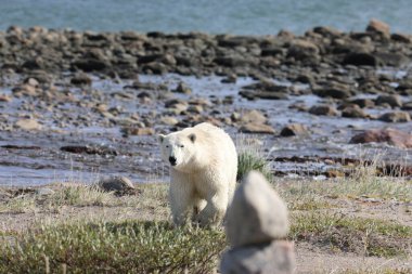 Kutup Ayısı (Ursus Maritimus) kutup kıyısı boyunca yürüyor ve Arviat, Nunavut Canada yakınlarında meraklı bir şekilde