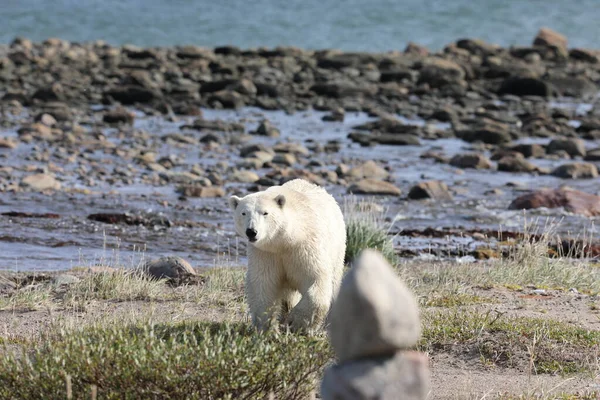 Kutup Ayısı (Ursus Maritimus) kutup kıyısı boyunca yürüyor ve Arviat, Nunavut Canada yakınlarında meraklı bir şekilde
