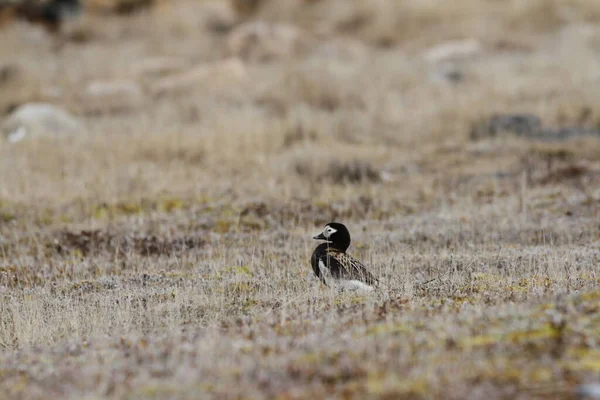 シングル男性長い尾のアヒルツンドラ草に沿って歩く — ストック写真