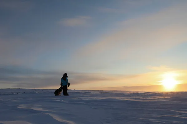 Köpekli biri, Kuzey Kutup Bölgesi 'nde güneşin doğuşunu izliyor. Cambridge Körfezi, Nunavut Kanada yakınlarında.