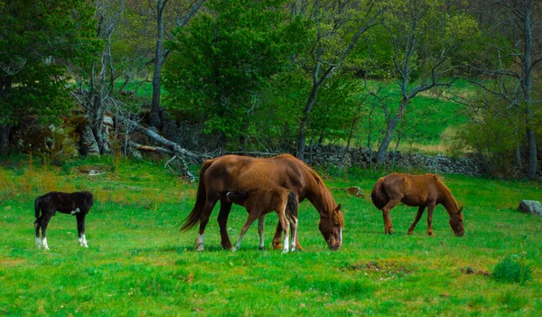 Yüksek dağlarda vahşi at