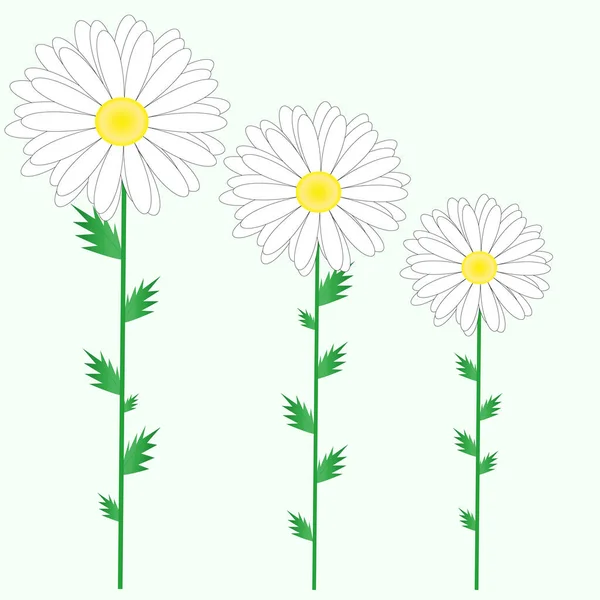 Ensemble de marguerites, fleurs blanches isolées, bourgeons, feuilles vertes, tiges sur un fond clair. Illustration vectorielle . — Image vectorielle