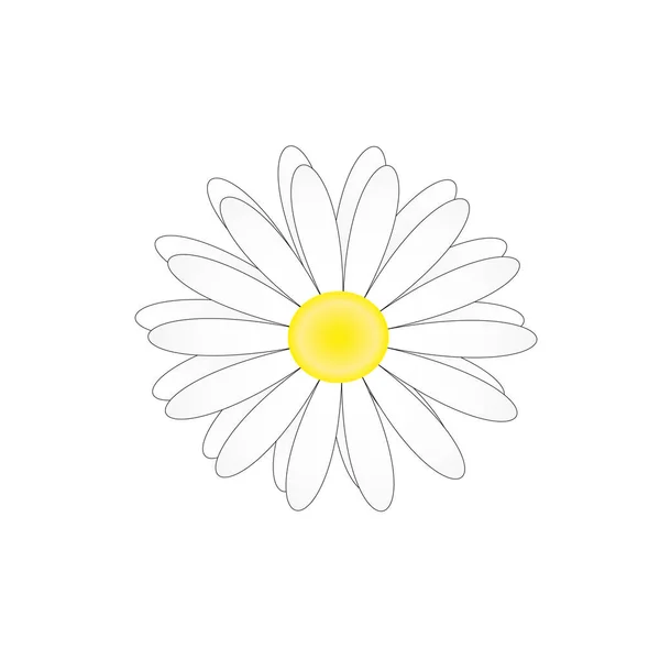 Chamomile, white petals, yellow bud isolated on white background. Vector illustration — Stock Vector