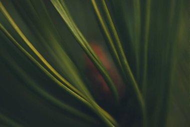 Genç noel ağacı iğnelerinin makro çekimi