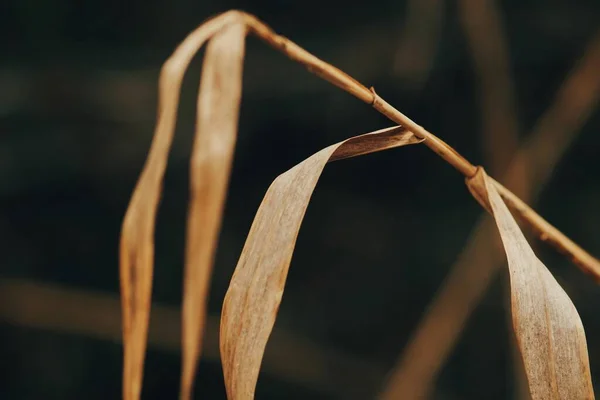 Bokeh ile karanlık bir arkaplanda sazlıklar yakın çekim