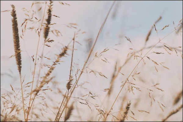 Parlak güneşli bir günde Bluegrass çayırı. Arkaplanı bulanık ve bokeh