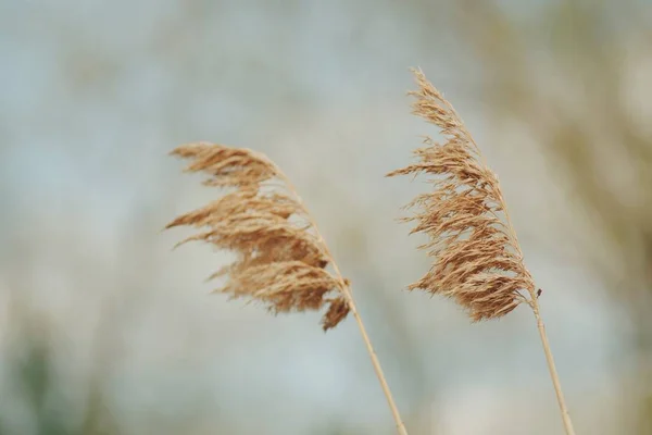 Rüzgârlı ve güneşli bir günde bulanık bir arkaplan ve bokeh