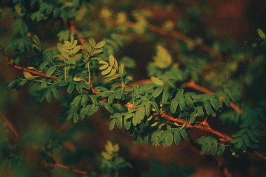 Akşam güneşinde Rowan şubesi bulanık arkaplan ve bokeh