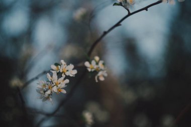 Bahar elması çiçekleri. Bulanık mavi arka plan ve bokeh.