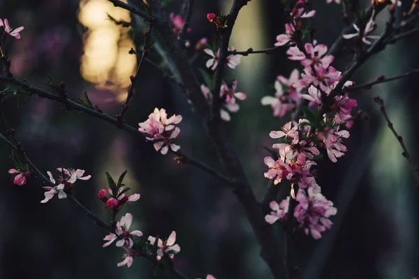 Pembe badem ağacı çiçekleri yakın plan bulanık koyu arkaplan ve bokeh