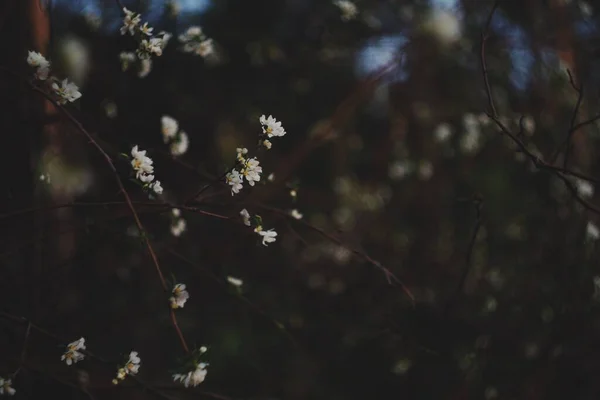 Arkaplanı koyu bulanık bahar elma çiçekleri ve bokeh