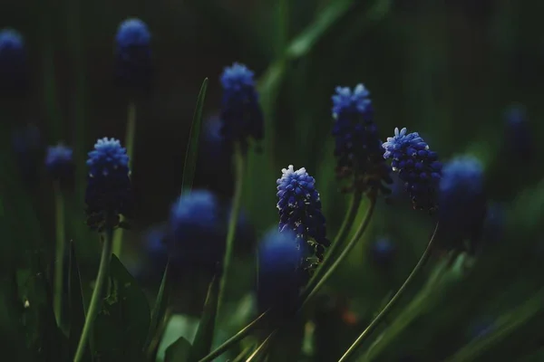 Mavi süsen çiçekleri, bulanık koyu arkaplan ve bokeh