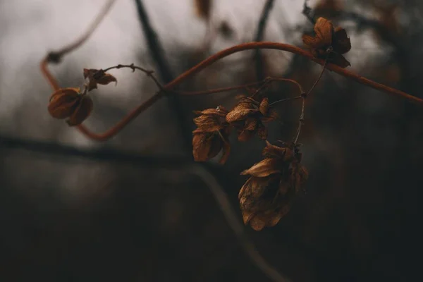 Suszone Brązowe Kwiaty Zimie Ciemnym Rozmytym Tle Bokeh — Zdjęcie stockowe