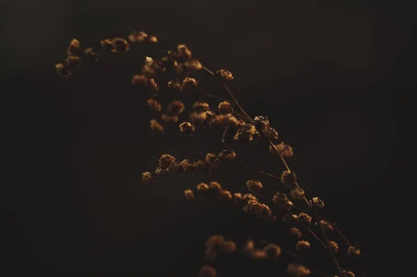 Suszone Kwiaty Brązowego Koloru Zbliżenie Równinie Ciemne Tło Jesienią Świetle — Zdjęcie stockowe
