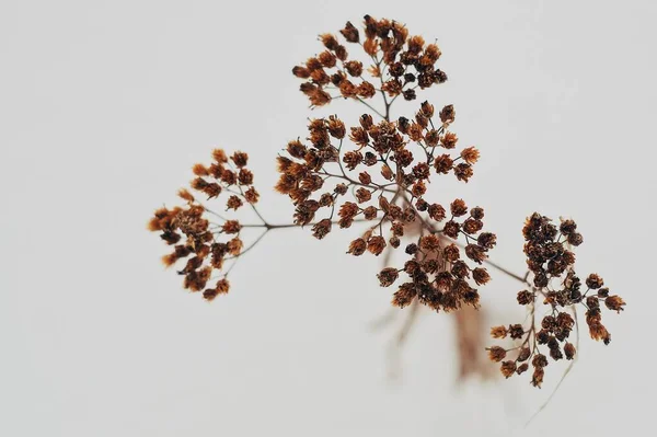 Kurumuş kahverengi çiçekler, kışın beyaz kar üzerinde minimalist bir şekilde kapanıyor.