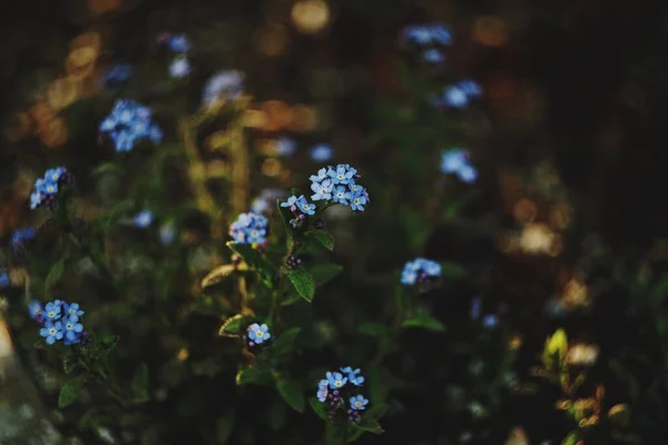Güneşin akşam güneşinde bulanık arkaplanlı mavi renkli çiçekleri unutun ve bokeh