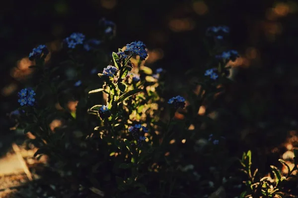 Unutma beni çiçekleri akşam güneşinin ışıltılarında koyu bulanık bir arka plan ve bokeh