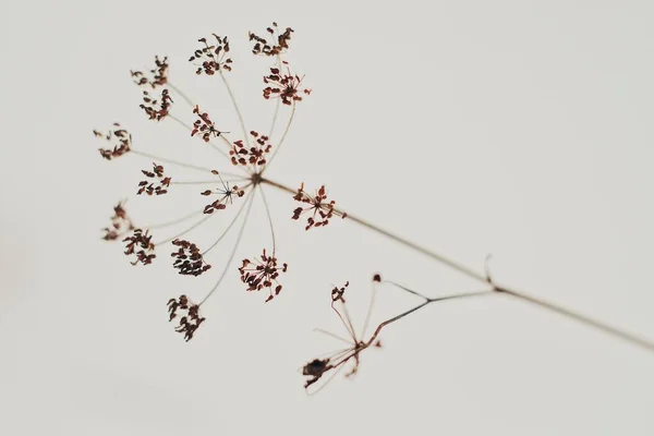 Małe Suszone Kwiaty Brązowego Koloru Zbliżenie Tle Białego Śniegu Zimie — Zdjęcie stockowe