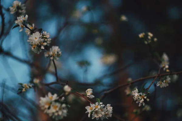 Bulanık mavi arkaplanı olan bahar elması çiçekleri ve bokeh