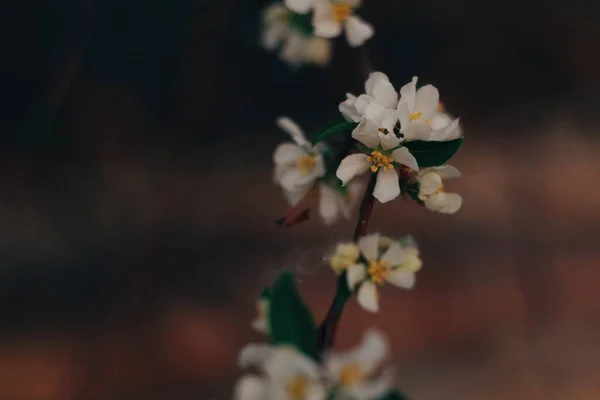 Yeşil yapraklı beyaz elma ağacı çiçekleri koyu kahverengi arka planda Bokeh ile yakın plan