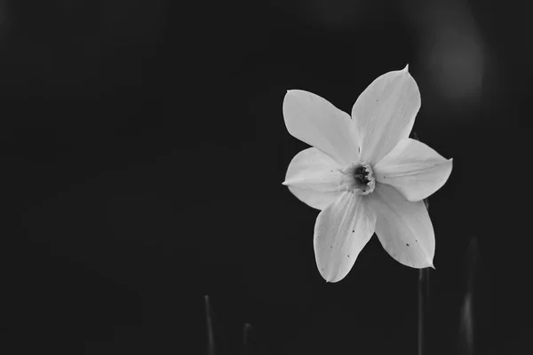 Biały Kwiat Zbliżenie Ciemnym Tle Bokeh Czerni Bieli — Zdjęcie stockowe
