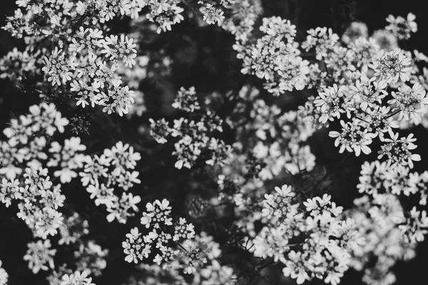 Biały Ogród Kwiaty Bliska Ogrodzie Ciemnym Tle Bokeh — Zdjęcie stockowe