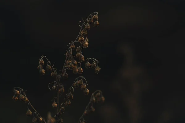 Uwiędnięte Małe Kwiaty Brązowego Koloru Zbliżenie Równym Ciemnym Tle Jesieni — Zdjęcie stockowe