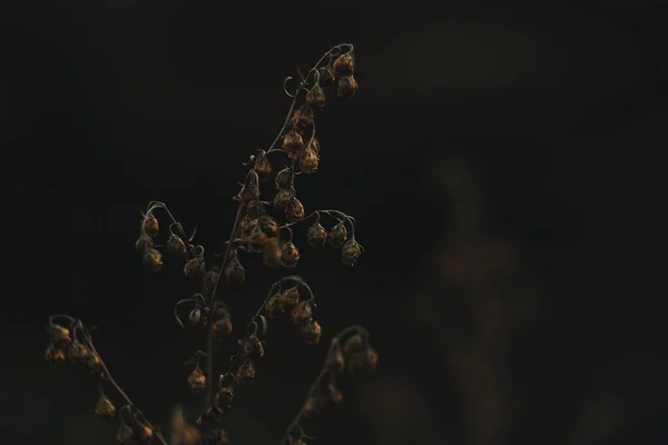 Kahverengi renkli solmuş küçük çiçekler akşam güneşinin ışığında, sade ve karanlık bir arka planda.