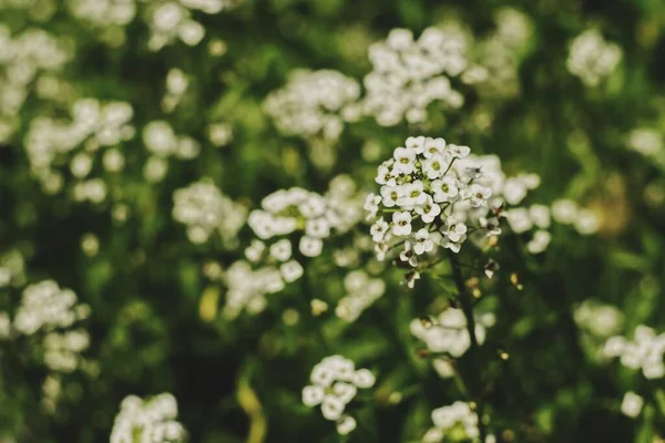 Bahçeye yakın beyaz küçük bahçe çiçekleri bulanık arka plan ve bokeh