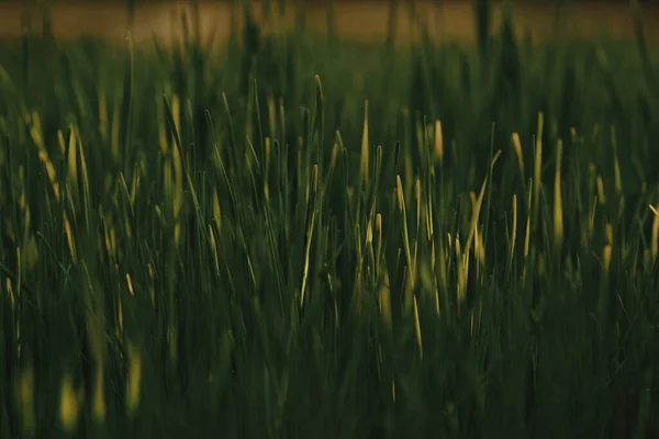 Akşam güneşinin altında filizlenmiş taze sarımsak sapları.
