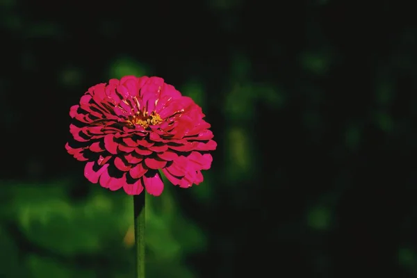 Zinnia zarif pembe renk yakın plan koyu yeşil arka plan ve bokeh