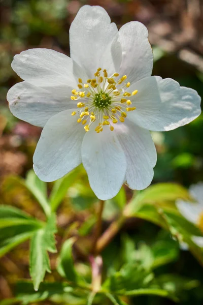 Delicate Anemones Herald Arrival Spring — Stock Photo, Image