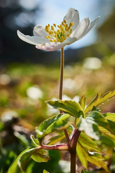 Delicate Anemones Herald Arrival Spring — Stock Photo, Image