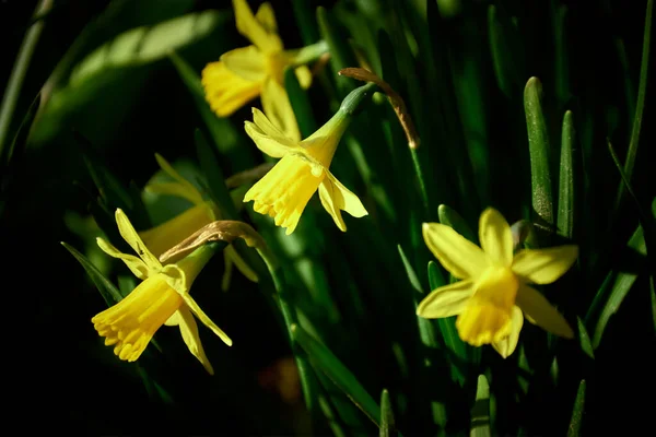 Bela Primavera Narciso Jardim Mágico — Fotografia de Stock