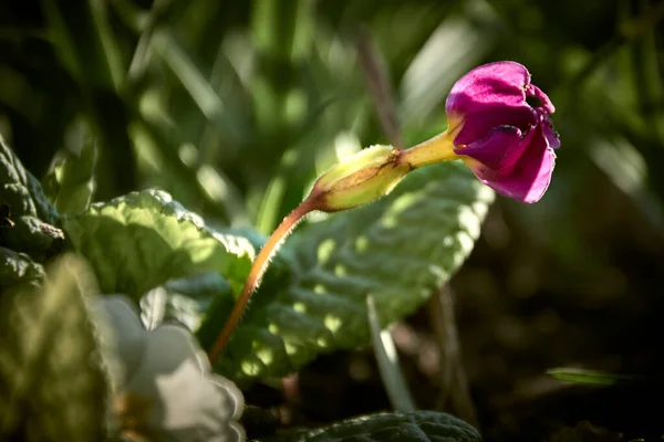 Tavaszi Virágok Mindig Legszebbek — Stock Fotó