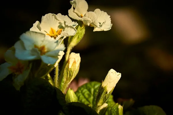 Las Flores Primavera Son Siempre Las Más Bellas — Foto de Stock