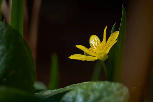 茶色の風景の中の黄色い野花 — ストック写真