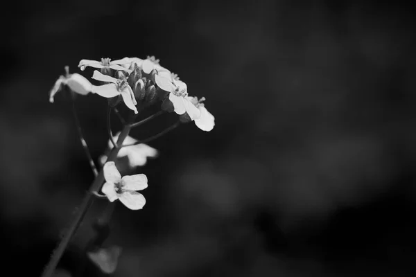 Printemps Fleur Champ Dans Jardin Maison Noir Blanc — Photo