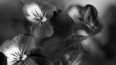 Güzel hanım evlatları çiçeklerini güneş ışınlarının arkasına siyah beyaz yönlendirirler.