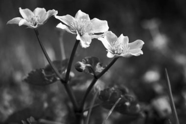 Siyah ve beyaz otlakların doğal bir ortamında kadife çiçekleri.