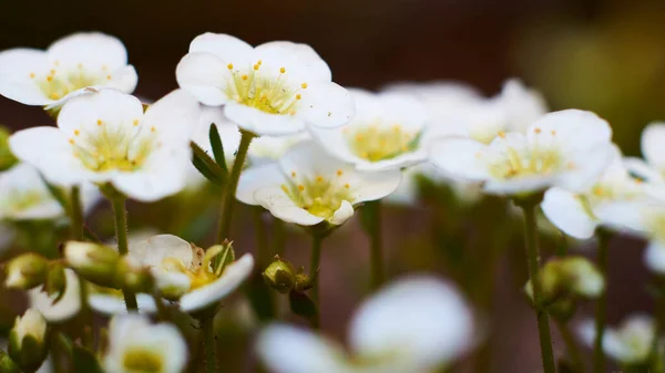 Spring White Yellow Flowers Home Garden — Stock Photo, Image