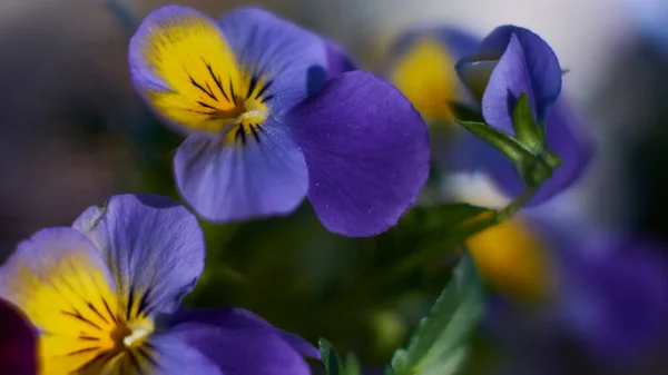 Lila Sárga Árvácskák Virágaikat Nap Utolsó Sugarai Mögé Irányítják — Stock Fotó