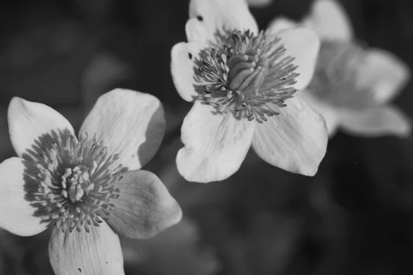 Flores Caléndula Entorno Natural Prados Húmedos Blanco Negro — Foto de Stock