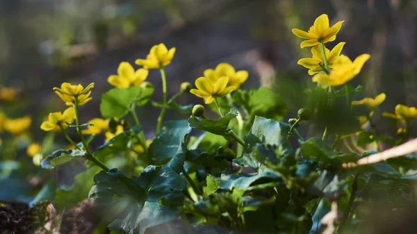 Квіти Чорнобривця Природній Обстановці Вологих Луків — стокове фото
