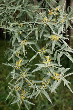 Dekoratif ağaç, gümüş yapraklar ve küçük sarı çiçekler. seçici odak.