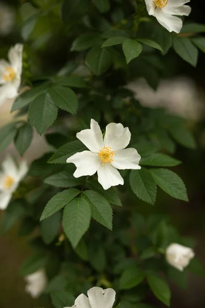Kwitnący Krzew Ozdobnego Różanego Biodra Koncepcja Wiosennego Odrodzenia Natury Ukierunkowanie — Zdjęcie stockowe