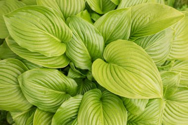 Bahçede yetişen Hosta 'nın güzel, genç, yeşil yaprakları. Taze yeşil arka plan. Yeşil yaprakların doğal dokusu. Ayrıntılı resim, seçici odak.