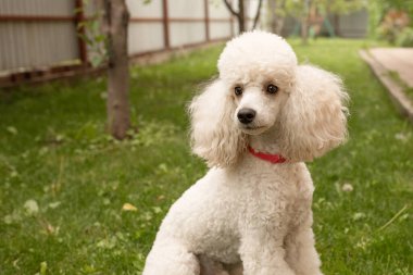 Şirin bir köpek, genç beyaz bir kaniş, evin bölgesindeki çimlerin üzerinde poz veriyor..